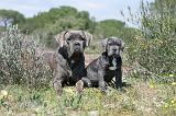 CANE CORSO 335